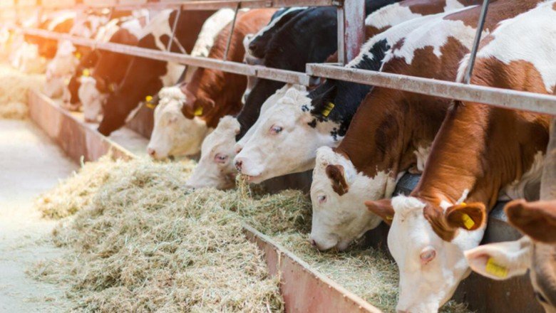 Mavi dil hastalığı nedir, belirtileri neler, bulaşıcı mı? Mavi dil hastalığı ile ilgili bilgiler..