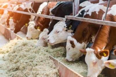 Mavi dil hastalığı nedir, belirtileri neler, bulaşıcı mı? Mavi dil hastalığı ile ilgili bilgiler..