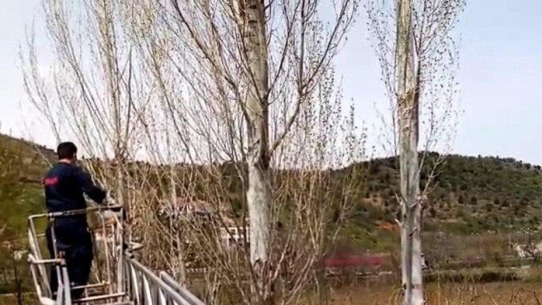 Rize'de ağaçta mahsur kalan kediyi itfaiye ekipleri kurtardı