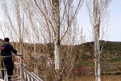 Rize'de ağaçta mahsur kalan kediyi itfaiye ekipleri kurtardı