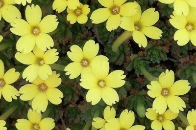 Kadınlara ithafen kızının adını verdiği çiçek bitki literatürüne girdi