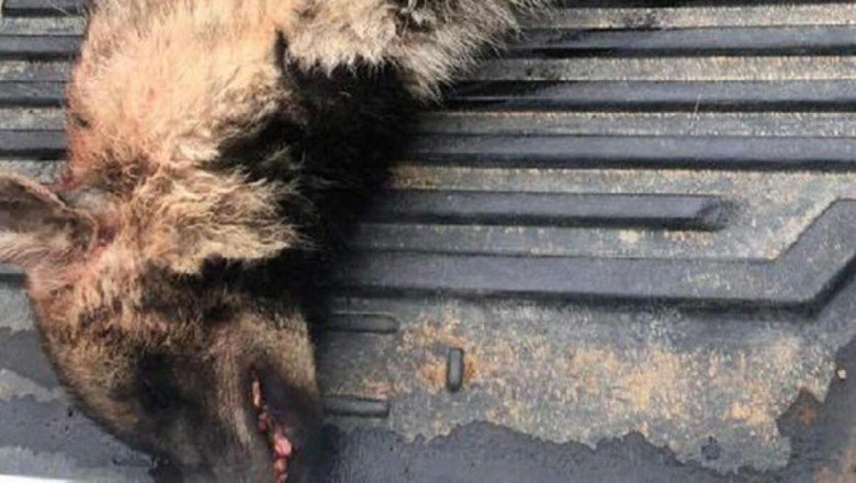 Aracın çarptığı çizgili sırtlan öldü