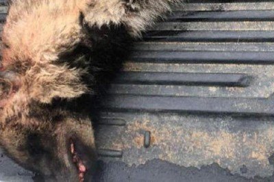 Aracın çarptığı çizgili sırtlan öldü