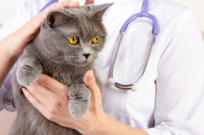 Kedilerde FIP Hastalığı Nedir: Belirtileri ve Tedavi Yöntemleri