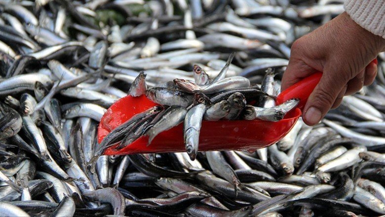 Hamsi sürüleri kuzeye yöneldi, avı azaldı