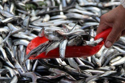 Hamsi sürüleri kuzeye yöneldi, avı azaldı