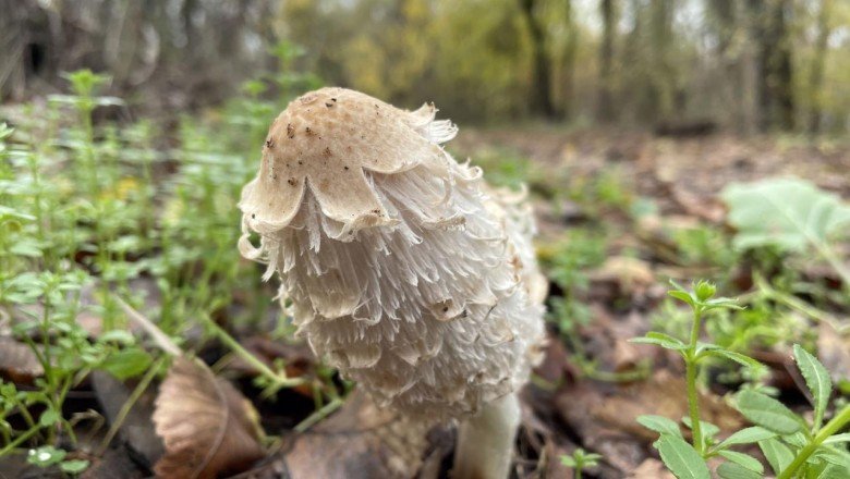 Osmanlı sultanlarının has bahçesinde sonbaharın son demleri yaşanıyor