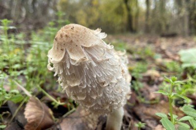 Osmanlı sultanlarının has bahçesinde sonbaharın son demleri yaşanıyor