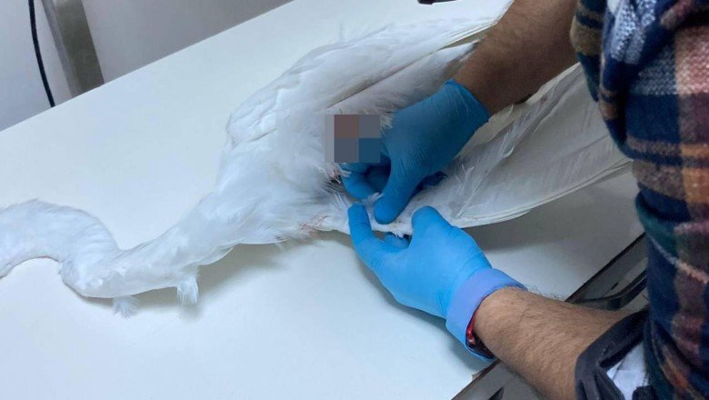 Yaralı bulunan ak balıkçıl kuşu telef oldu