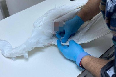 Yaralı bulunan ak balıkçıl kuşu telef oldu