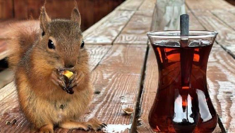 ?️ Çay içiyor, cips yiyor, otomobille geziyor... Sincap Alvin