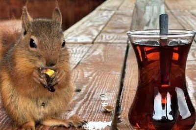 ?️ Çay içiyor, cips yiyor, otomobille geziyor... Sincap Alvin