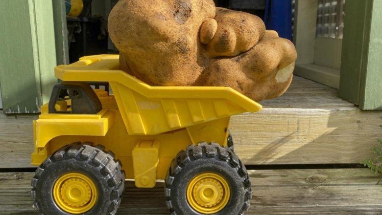 Bahçe bakımı yaparken 8 kiloluk "yeni rekortmen" patatesi buldular