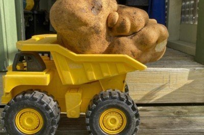 Bahçe bakımı yaparken 8 kiloluk 