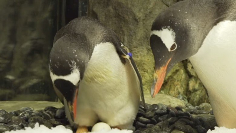 Eşcinsel penguen çifti üçüncü yıldönümlerini kutluyor