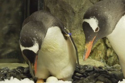 Eşcinsel penguen çifti üçüncü yıldönümlerini kutluyor