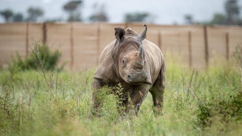 Nesli tükenme tehlikesi altındaki 30 gergedan Güney Afrika'dan Ruanda'ya taşındı: "Hazırlıklar üç yıl sürdü"