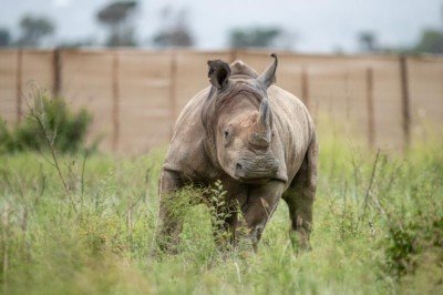 Nesli tükenme tehlikesi altındaki 30 gergedan Güney Afrika'dan Ruanda'ya taşındı: 