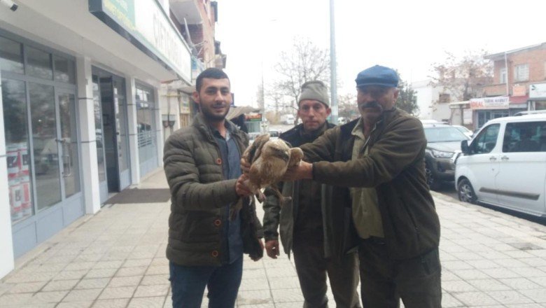 2 kızıl şahin tedavi altına alındı