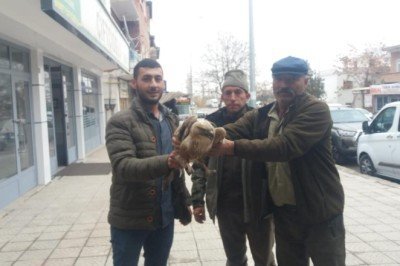 2 kızıl şahin tedavi altına alındı