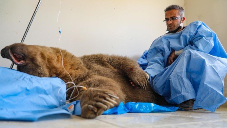 Aracın çarptığı ayı tedaviye alındı