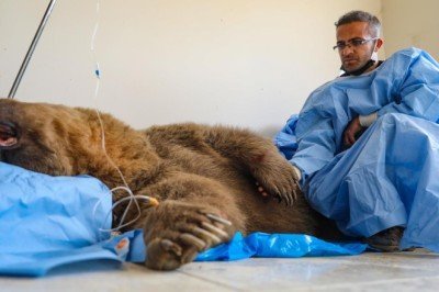 Aracın çarptığı ayı tedaviye alındı