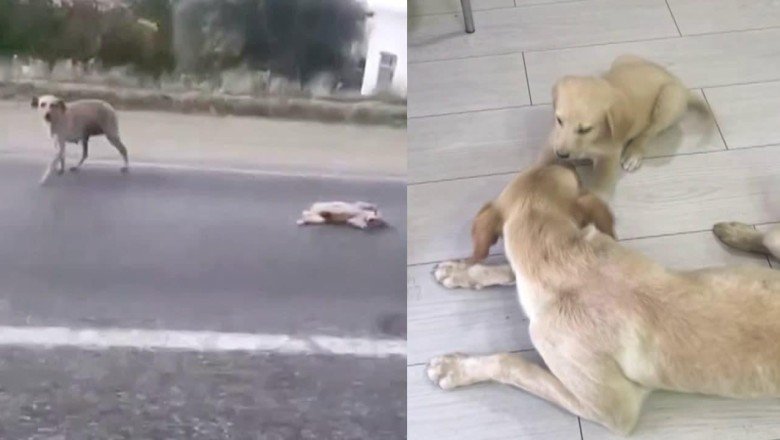 Bir merhamet hikayesi: Yardım bekleyen anne köpek için seferber oldu