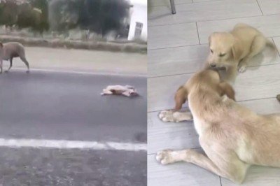 Bir merhamet hikayesi: Yardım bekleyen anne köpek için seferber oldu