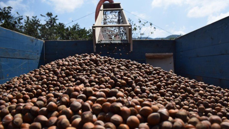 Fındık ihracatından 3 ayda 733 milyon dolar gelir