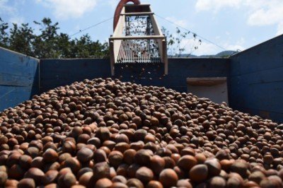 Fındık ihracatından 3 ayda 733 milyon dolar gelir