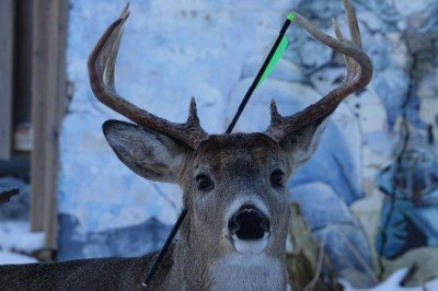 Kanada, geyiklerde koronavirüs tespit etti