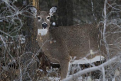 Kanada'da geyiklerde ilk kez SARSCoV2 belirlendi