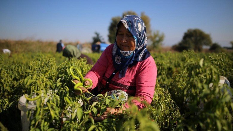 Kasım ayında en çok artış sivri biberde