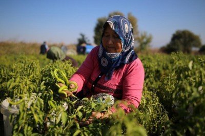 Kasım ayında en çok artış sivri biberde