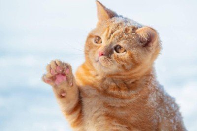 Kediler koronavirüs komplolarının 'günah keçisi' oldu