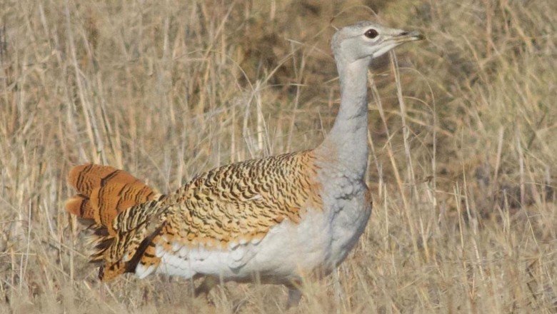Nesli tehlike altındaki toy kuşu Hatayda görüntülendi