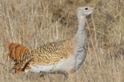 Nesli tehlike altındaki toy kuşu Hatayda görüntülendi