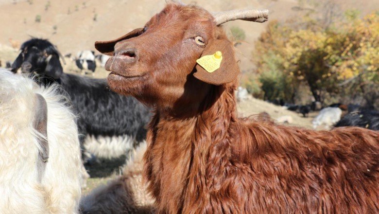 Nesli tükenmekte olan tiftik keçisi devlet desteğiyle korunuyor
