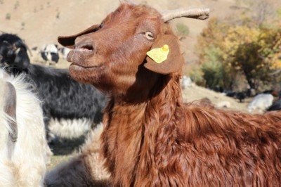 Nesli tükenmekte olan tiftik keçisi devlet desteğiyle korunuyor