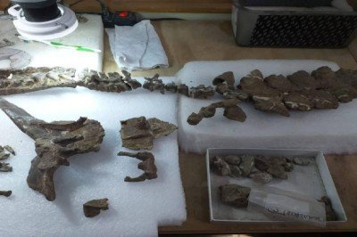 Şilide yeni dinazor türü keşfedildi