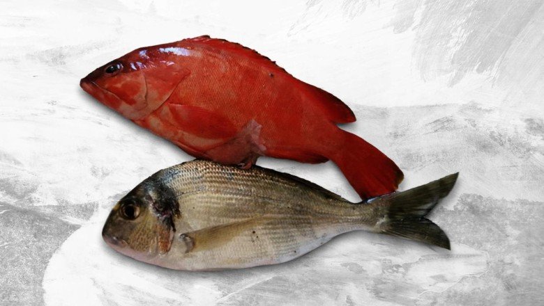 Akdeniz tropikalleşiyor: Kırmızı lagos balığı Antalya'da görüldü