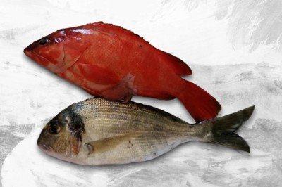 Akdeniz tropikalleşiyor: Kırmızı lagos balığı Antalya'da görüldü