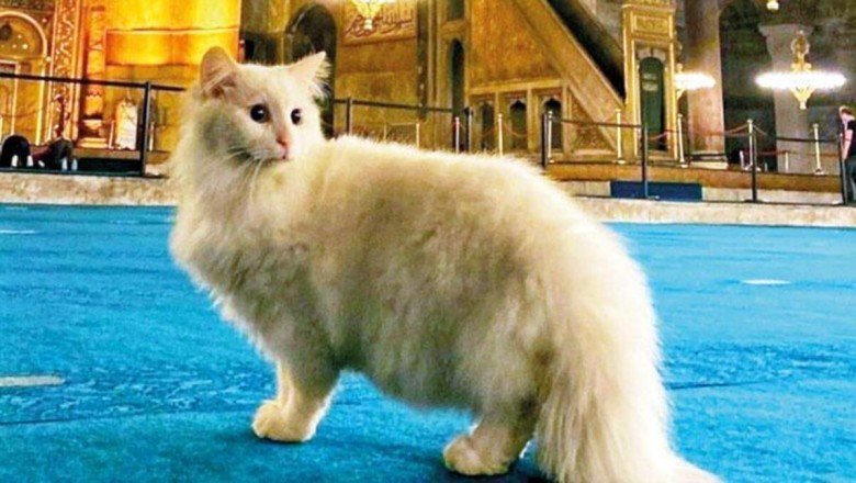 Ayasofya’nın bekçisi kayboldu