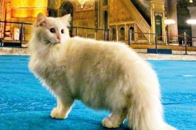 Ayasofya’nın bekçisi kayboldu