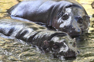 Belçika’da 2 su aygırı Covid-19’a yakalandı