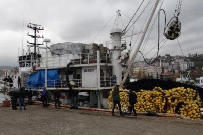Karadeniz'de boy sınırı altında hamsi avı tehlikesi