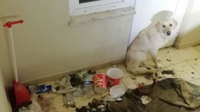 Balkonda 10 gün aç ve susuz bırakılan köpek kurtarıldı