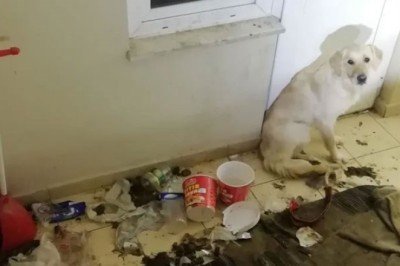 Balkonda 10 gün aç ve susuz bırakılan köpek kurtarıldı