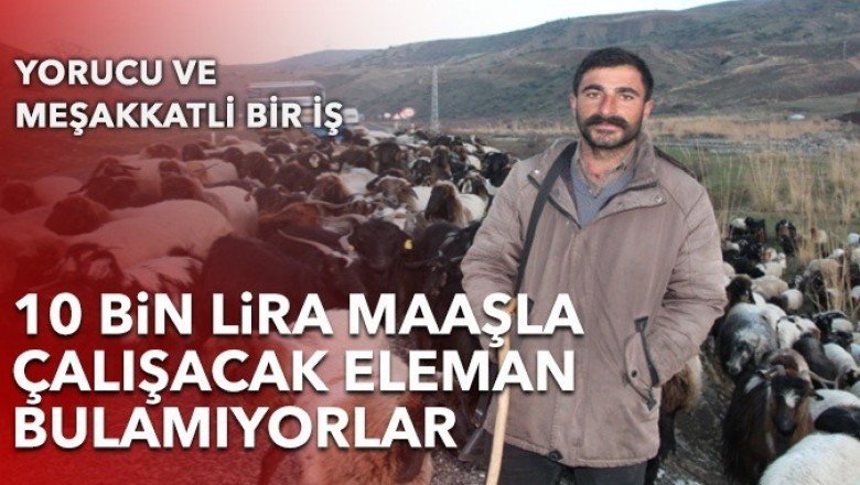 Çobanlık yapacak eleman bulamıyorlar: '10 bin lira maaş veriyoruz'