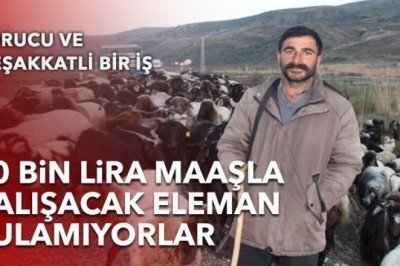 Çobanlık yapacak eleman bulamıyorlar: '10 bin lira maaş veriyoruz'